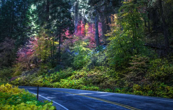 Картинка дорога, лес, деревья, обработка, США, кусты, Sequoia National Park