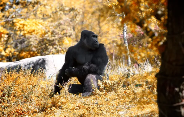 This Fall and stopped, at the zoo, Went to Detroit