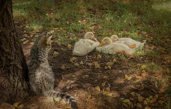 Кошка, трава, кот, листья, птицы, дерево, утки, перья