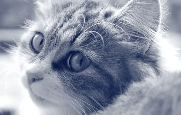 Картинка кошка, глаза, черно-белое