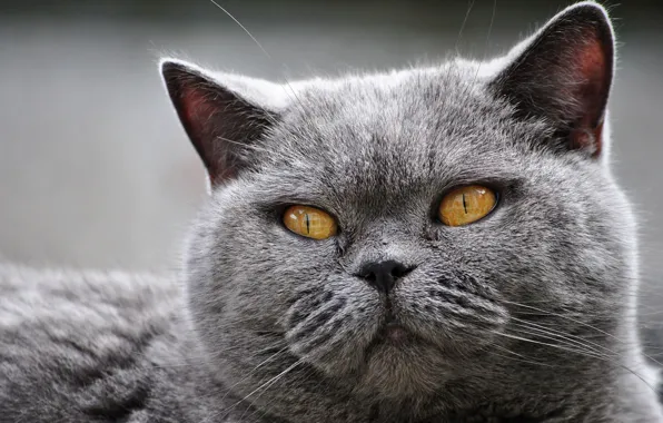 Кошка, глаза, кот, крупный план, серый, портрет, мордаха, британский
