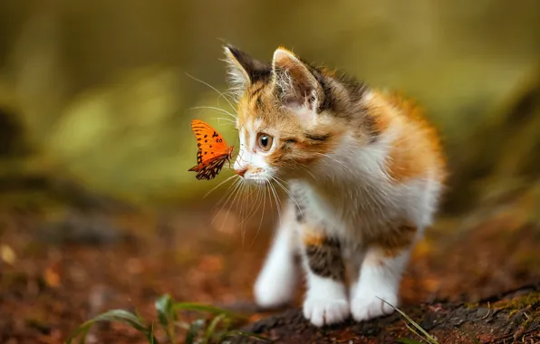 Котенок, бабочка, kitten, butterfly, мимими, неловкая ситуация