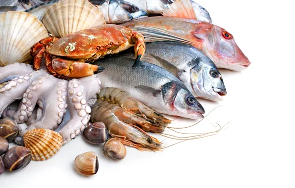 Рыба, белый фон, ракушки, крабы, креветки, морепродукты, кальмары