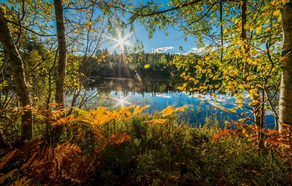 Картинка осень, деревья, озеро, Норвегия, папоротник