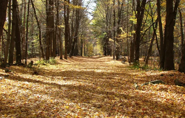 Картинка Осень, Тропа, Парк, Fall, Листва, Park, Autumn, Листопад