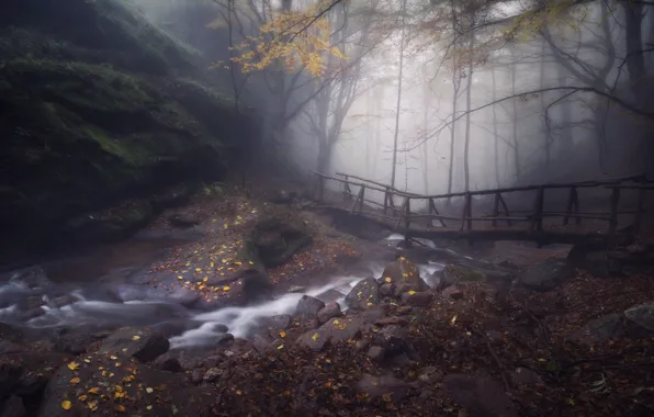 Картинка осень, лес, деревья, природа, камни, скалы, листва, дымка