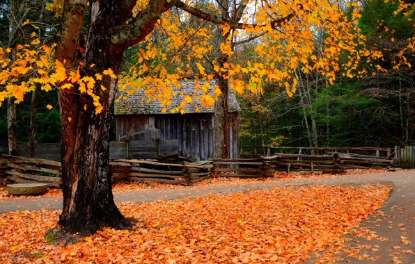 Картинка дорога, лес, листья, деревья, пейзаж, природа, мельница, forest