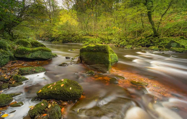 Картинка осень, лес, река, камни, Англия, мох, England, Cumbria