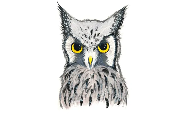 Картинка сова, птица, owl