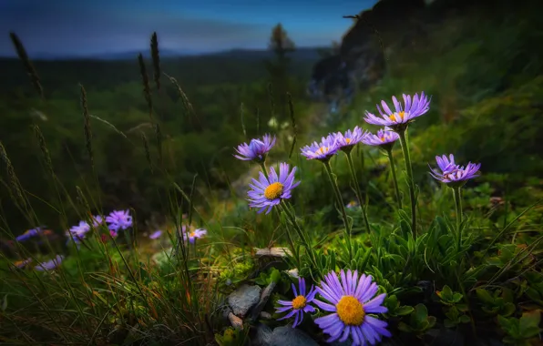 Трава, цветы, природа, склон, Павел Сагайдак