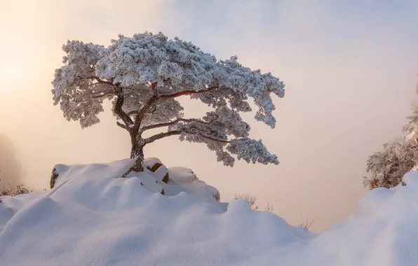 Картинка зима, снег, туман, дерево, утро, Корея