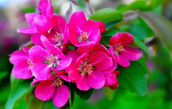 Макро, ветки, цветение