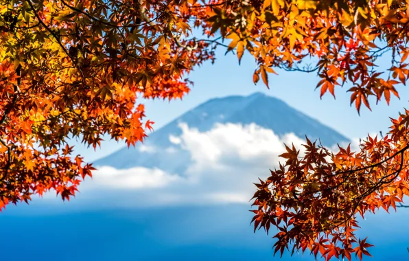 Осень, небо, листья, colorful, Япония, Japan, red, клен