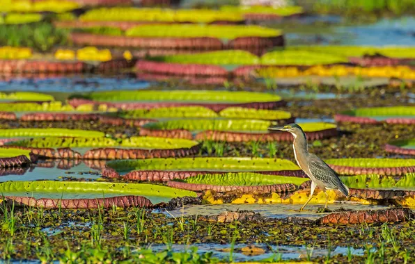 Виктория, Бразилия, Brazil, Victoria, Pantanal, Пантанал, Водяная лилия, Water Lily