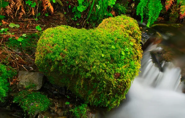 Картинка лес, река, ручей, камень, сердце, США, штат Вашингтон, Olympic National Park