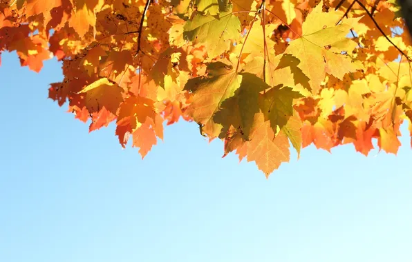 Картинка осень, небо, листья, свет, природа, light, sky, nature