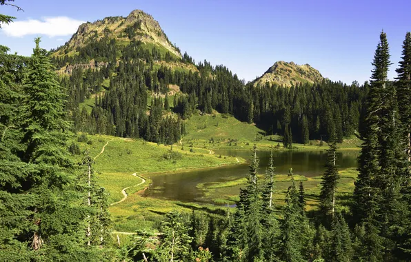 Зелень, лес, трава, деревья, горы, озеро, США, Mount Rainier National Park