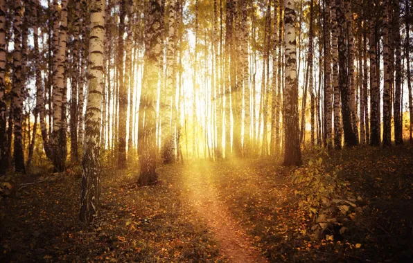 Картинка осень, берёзы, роща