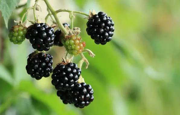 Black, food, fruit