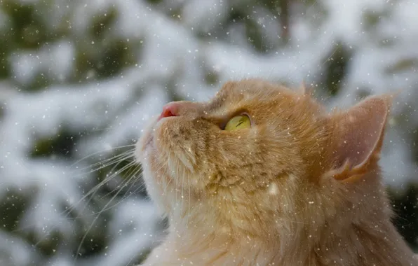 Картинка кошка, кот, снег, рыжий, мордочка, котейка