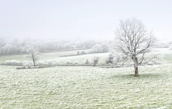 Картинка зима, иней, поле, деревья
