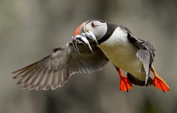Рыбки, птица, Fratercula arctica, Puffin