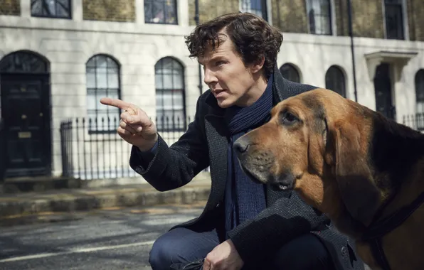 Собака, сериал, Шерлок Холмс, Бенедикт Камбербэтч, Benedict Cumberbatch, Sherlock, Шерлок, BBC One