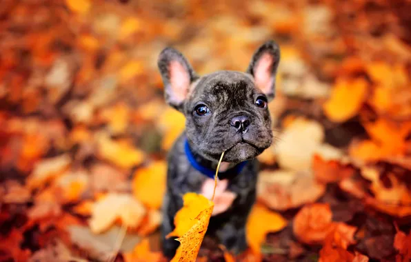 Картинка осень, листья, собачка