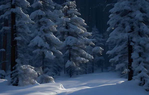 Зима, иней, лес, снег, деревья, природа, зимний, ели