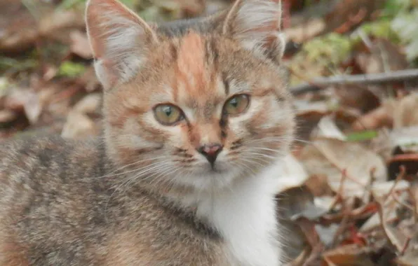 Осень, кошка, взгляд, котёнок, cat, autum, щёчки