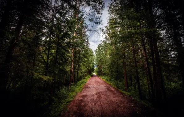 Картинка дорога, лес, природа