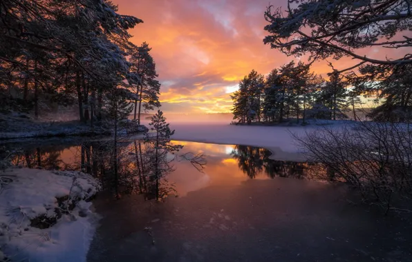 Деревья, закат, озеро, отражение, Норвегия, Norway, Рингерике, Ringerike