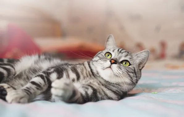 Кошка, кот, взгляд, постель, лежит, мордашка, боке, шотландская