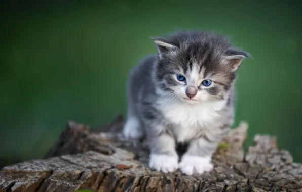 Кошка, взгляд, поза, котенок, серый, пень, малыш, мордашка