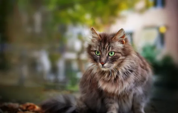 Кошка, кот, сидит