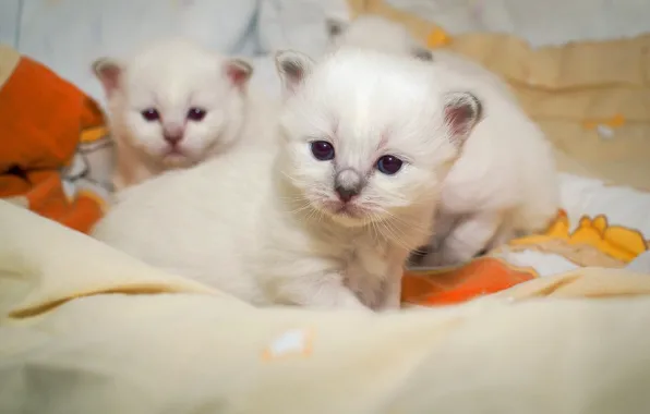 Взгляд, поза, котенок, фон, маленькие, котята, постель, три