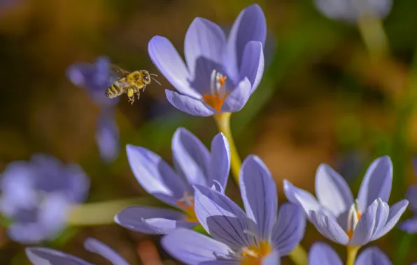 Макро, пчела, весна, крокусы, насекомое, шафран