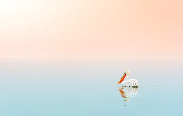 Вода, птица, минимализм, градиент, bird, пеликан, pelican, pelecanus