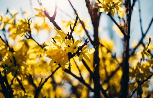 Солнце, Природа, Листья, Ветка, Лепестки, Nature, Sun, Flora