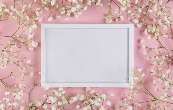 Цветы, white, белые, розовый фон, pink, flowers, background, tender