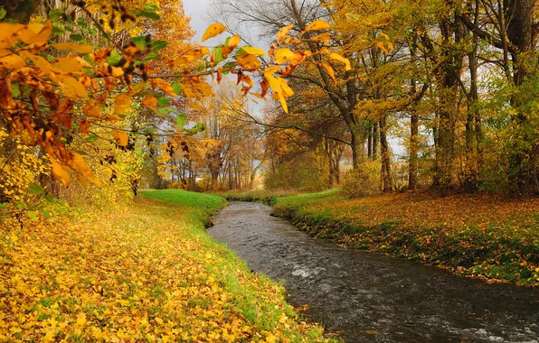 Картинка осень, лес, листья, деревья, река, ручей