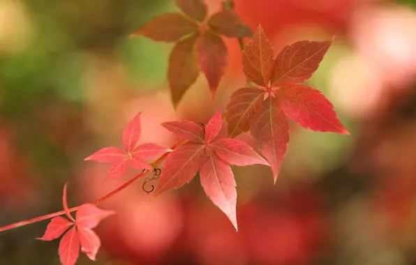 Осень, листья, природа