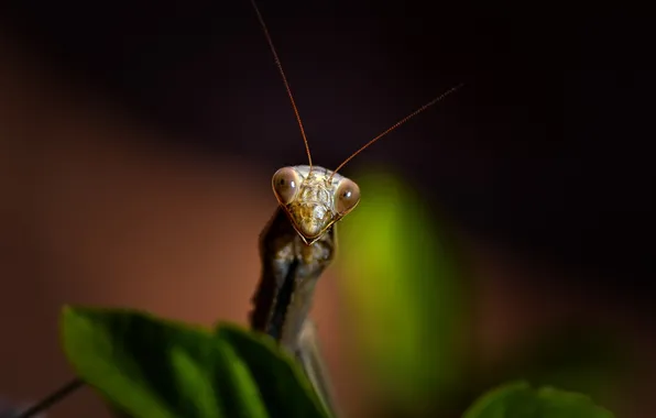 Картинка макро, жук, Mantis