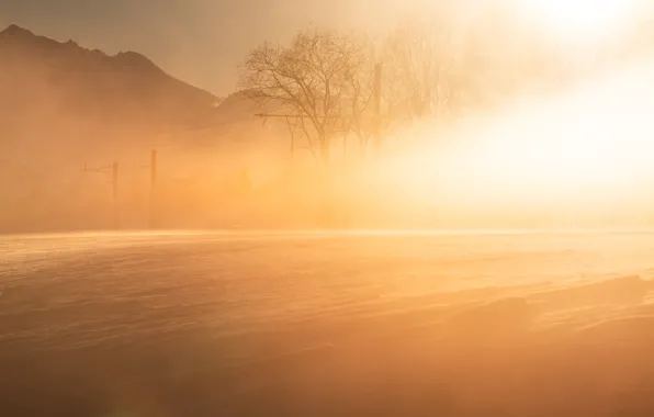 Свет, природа, утро, cold gold