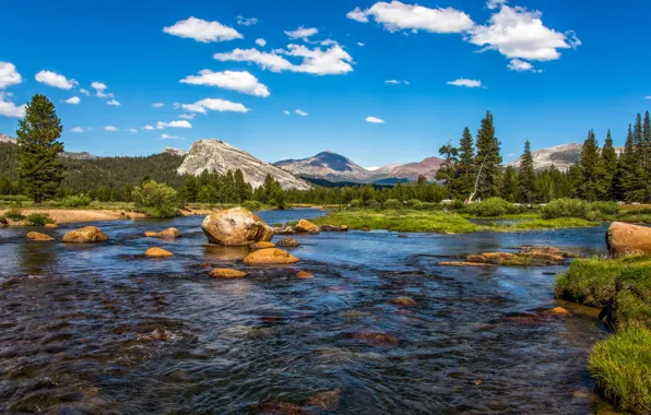 Картинка лес, деревья, горы, река, камни