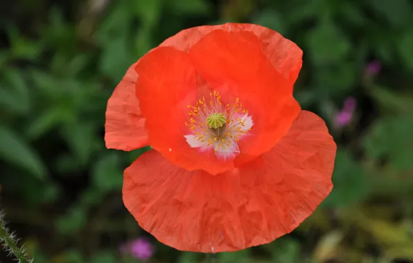 Макро, Весна, Spring, Боке, Bokeh, Macro, Red poppy, Красный мак