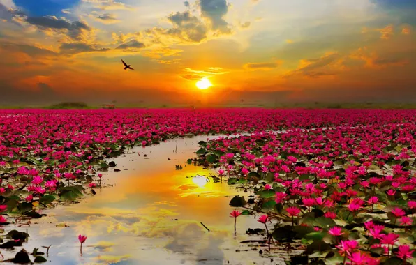 Закат, озеро, Thailand, лотосы