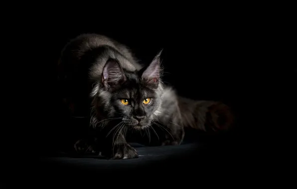 Картинка кот, взгляд, фон, черный, крадется, лохматый, Мейн-кун
