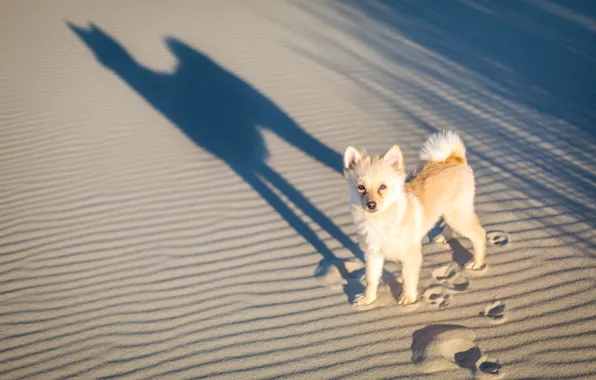 Картинка песок, следы, тень, собака, пёсик