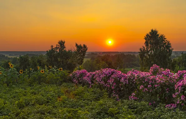 Картинка поле, подсолнухи, закат, цветы, розы